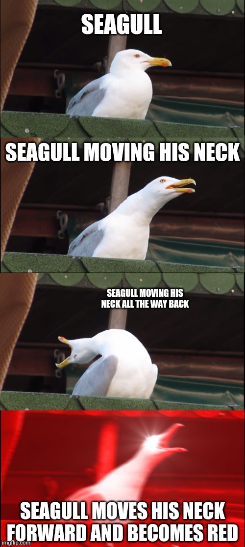 Inhaling seagull | SEAGULL; SEAGULL MOVING HIS NECK; SEAGULL MOVING HIS NECK ALL THE WAY BACK; SEAGULL MOVES HIS NECK FORWARD AND BECOMES RED | image tagged in memes,inhaling seagull | made w/ Imgflip meme maker