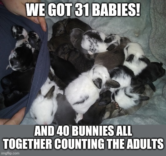 WE GOT 31 BABIES! AND 40 BUNNIES ALL TOGETHER COUNTING THE ADULTS | made w/ Imgflip meme maker