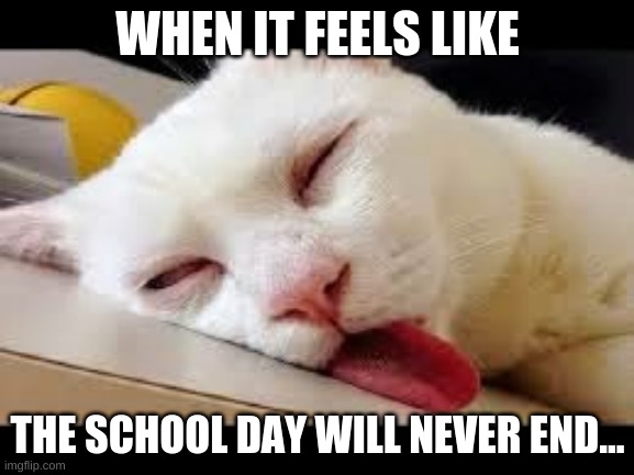 Sleepy cat | WHEN IT FEELS LIKE; THE SCHOOL DAY WILL NEVER END... | image tagged in sleepy cat | made w/ Imgflip meme maker