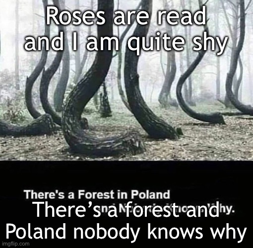 Forest and Poland and also I’m an introvert | Roses are read and I am quite shy; There’s a forest and Poland nobody knows why | image tagged in roses are red | made w/ Imgflip meme maker