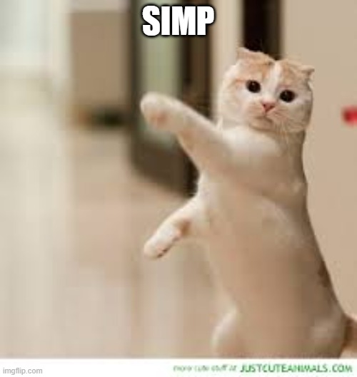 pointing cat | SIMP | image tagged in pointing cat | made w/ Imgflip meme maker