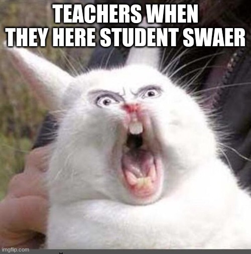 TEACHERS WHEN THEY HERE STUDENT SWEAR | image tagged in bunny,lol so funny | made w/ Imgflip meme maker