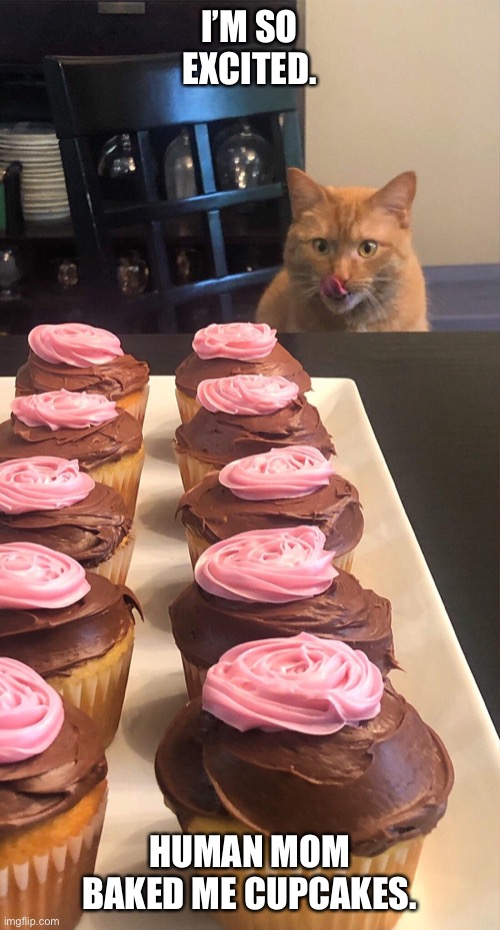 Cat looking at cupcakes | I’M SO EXCITED. HUMAN MOM BAKED ME CUPCAKES. | image tagged in cat looking at cupcakes | made w/ Imgflip meme maker