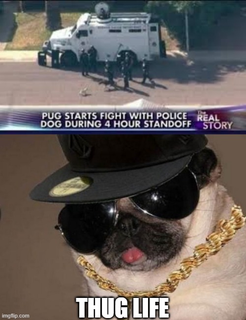 That's How I Roll | THUG LIFE | image tagged in gangster pug | made w/ Imgflip meme maker
