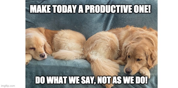 do what we say not what we do | MAKE TODAY A PRODUCTIVE ONE! DO WHAT WE SAY, NOT AS WE DO! | image tagged in dogs | made w/ Imgflip meme maker