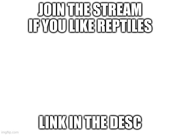 Blank White Template | JOIN THE STREAM IF YOU LIKE REPTILES; LINK IN THE DESC | image tagged in blank white template | made w/ Imgflip meme maker
