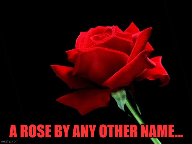 rose | A ROSE BY ANY OTHER NAME... | image tagged in rose | made w/ Imgflip meme maker