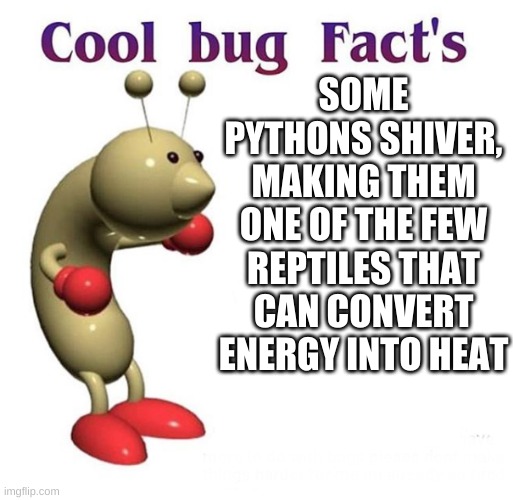 Cool Bug Facts | SOME PYTHONS SHIVER, MAKING THEM ONE OF THE FEW REPTILES THAT CAN CONVERT ENERGY INTO HEAT | image tagged in cool bug facts | made w/ Imgflip meme maker