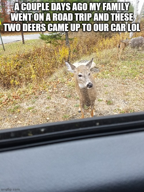 Why am i even posting this- | A COUPLE DAYS AGO MY FAMILY WENT ON A ROAD TRIP AND THESE TWO DEERS CAME UP TO OUR CAR LOL | made w/ Imgflip meme maker