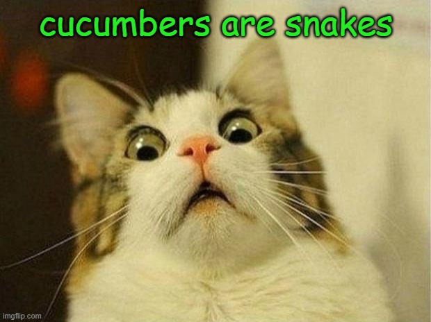 Cucumbers are Snakes? | cucumbers are snakes | image tagged in memes,scared cat,cucumber,snake | made w/ Imgflip meme maker