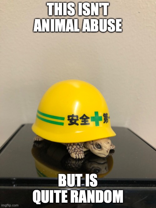 Turtle With Safety Cap | THIS ISN'T ANIMAL ABUSE; BUT IS QUITE RANDOM | image tagged in turtle,memes | made w/ Imgflip meme maker