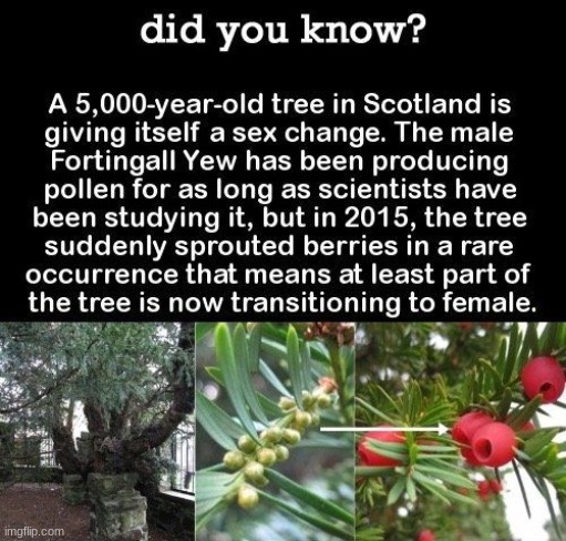 TRANS TREE TRANS TREE | made w/ Imgflip meme maker