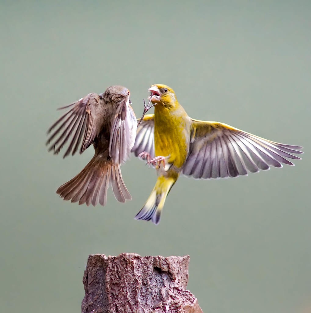 First strike. Photo credit: Mark Freeth | image tagged in awesome,pics,photography | made w/ Imgflip meme maker