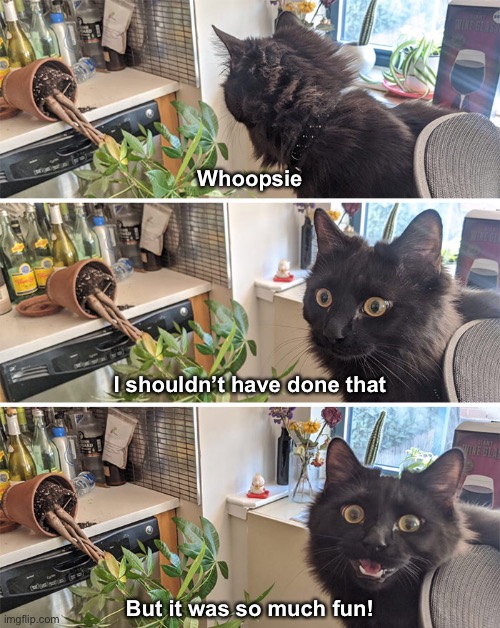 Naughty Kitty | Whoopsie; I shouldn’t have done that; But it was so much fun! | image tagged in funny meme,funny cat memes | made w/ Imgflip meme maker
