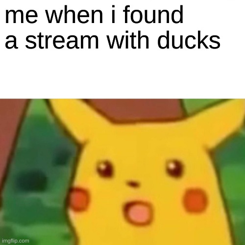 ducks are cool! | me when i found a stream with ducks | image tagged in memes,surprised pikachu | made w/ Imgflip meme maker