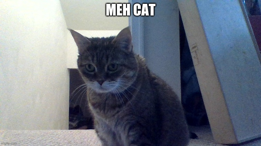 MEH CAT | made w/ Imgflip meme maker