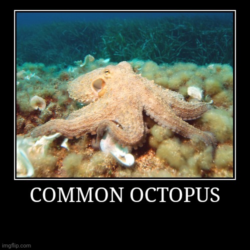 Common Octopus | image tagged in demotivationals,octopus | made w/ Imgflip demotivational maker