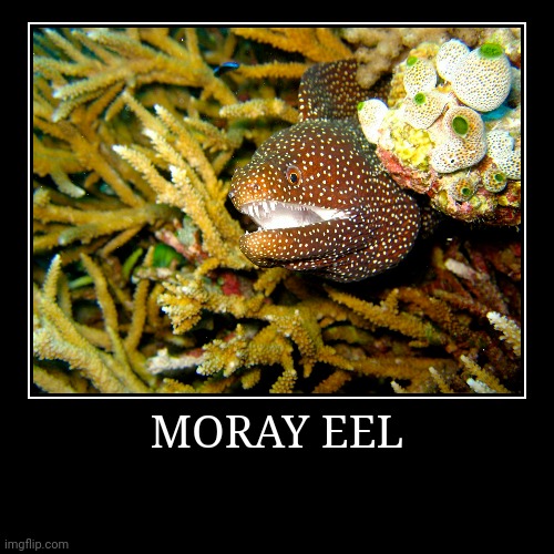 Moray Eel | image tagged in demotivationals,eel | made w/ Imgflip demotivational maker