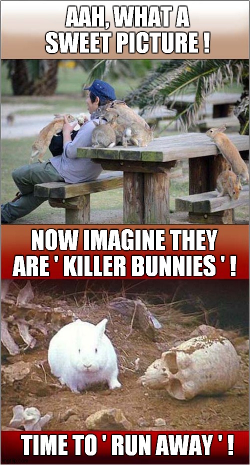 Killer Bunnies ? | AAH, WHAT A SWEET PICTURE ! NOW IMAGINE THEY ARE ' KILLER BUNNIES ' ! TIME TO ' RUN AWAY ' ! | image tagged in rabbits,monty python and the holy grail,dark humour | made w/ Imgflip meme maker