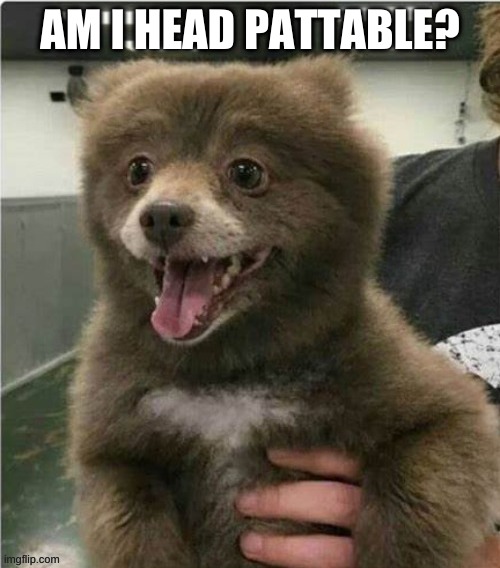 ^w^ | AM I HEAD PATTABLE? | image tagged in smol bear | made w/ Imgflip meme maker