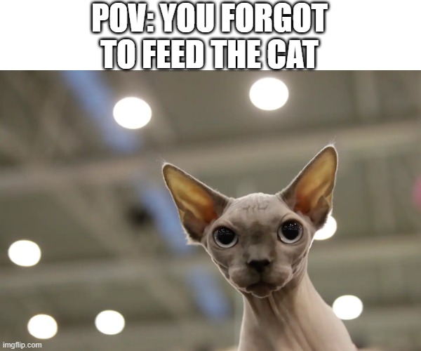 friendly reminder to feed ur cat | POV: YOU FORGOT TO FEED THE CAT | image tagged in cat,meme,pov | made w/ Imgflip meme maker