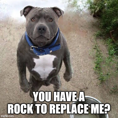 BAD DOG | YOU HAVE A ROCK TO REPLACE ME? | image tagged in bad dog | made w/ Imgflip meme maker