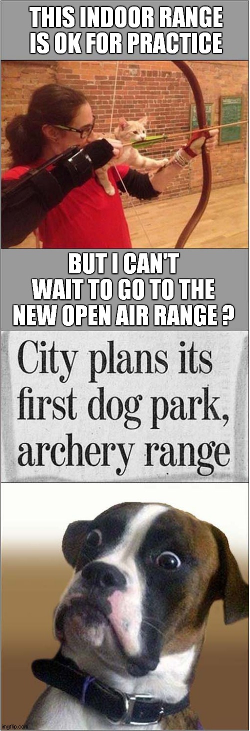 Looking Forward To Fun In The Park ! | THIS INDOOR RANGE IS OK FOR PRACTICE; BUT I CAN'T WAIT TO GO TO THE NEW OPEN AIR RANGE ? | image tagged in cats,archery,dogs,dark humour | made w/ Imgflip meme maker