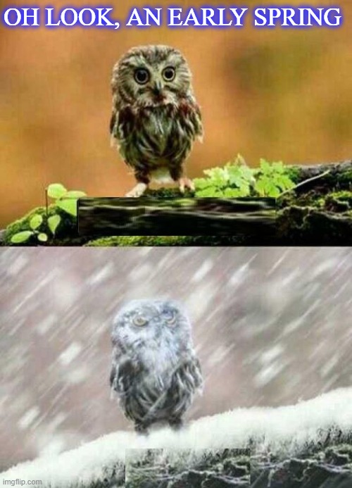 spring winter owl | OH LOOK, AN EARLY SPRING | image tagged in spring winter owl | made w/ Imgflip meme maker