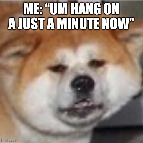 WTF DOGE | ME: “UM HANG ON A JUST A MINUTE NOW” | image tagged in wtf doge | made w/ Imgflip meme maker