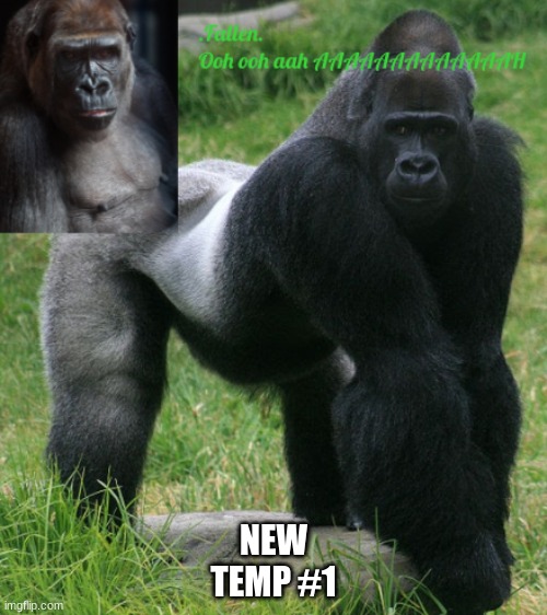 gorilla temp | NEW TEMP #1 | image tagged in gorilla temp | made w/ Imgflip meme maker