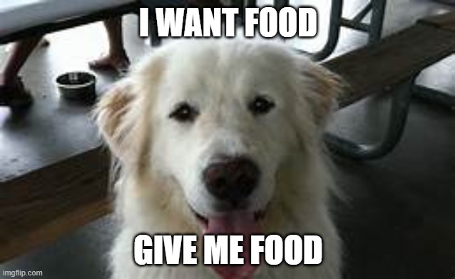 1 Upvote= 1 Food for Dog | I WANT FOOD; GIVE ME FOOD | made w/ Imgflip meme maker