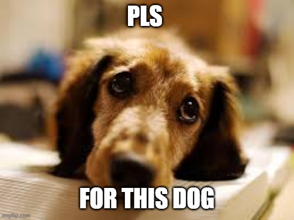 its so cute | PLS; FOR THIS DOG | image tagged in cute dog | made w/ Imgflip meme maker