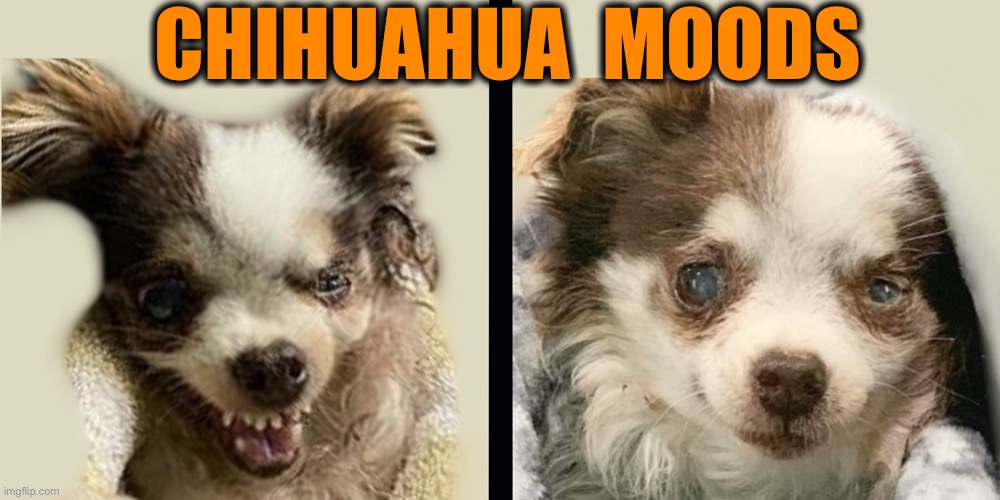 Chihuahua Moods | CHIHUAHUA  MOODS | image tagged in dogs,dog,chihuahua,angry chihuahua happy chihuahua,funny chihuahua | made w/ Imgflip meme maker