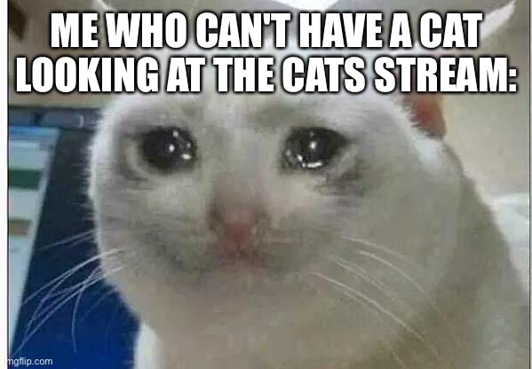 crying cat | ME WHO CAN'T HAVE A CAT LOOKING AT THE CATS STREAM: | image tagged in crying cat | made w/ Imgflip meme maker