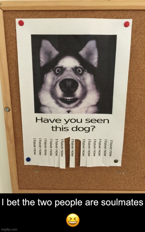Missing | I bet the two people are soulmates; 😆 | image tagged in funny dog memes | made w/ Imgflip meme maker