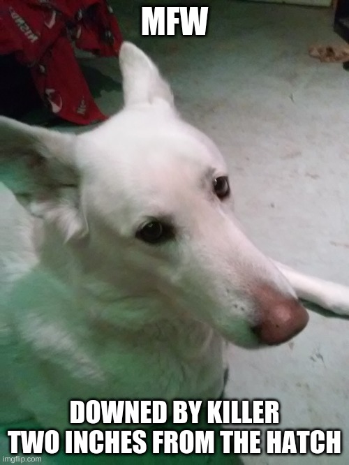 Funne boi | MFW; DOWNED BY KILLER TWO INCHES FROM THE HATCH | image tagged in doggo,dbd,killer,dbd memes,dead by daylight,mfw | made w/ Imgflip meme maker