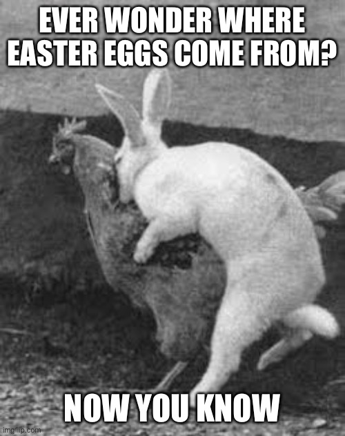 Why does the Easter Bunny hide eggs? Because he doesn’t want everybody to know that he’s screwing a chicken | EVER WONDER WHERE EASTER EGGS COME FROM? NOW YOU KNOW | image tagged in easter bunny,bock bock | made w/ Imgflip meme maker