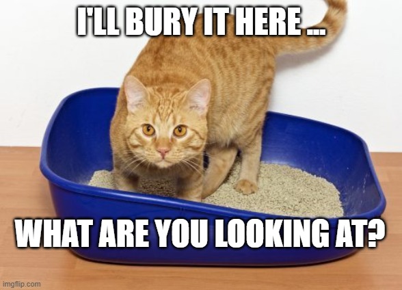 Cat in Litter Box | I'LL BURY IT HERE ... WHAT ARE YOU LOOKING AT? | image tagged in cat litter,what the hell happened here,funny,cats | made w/ Imgflip meme maker