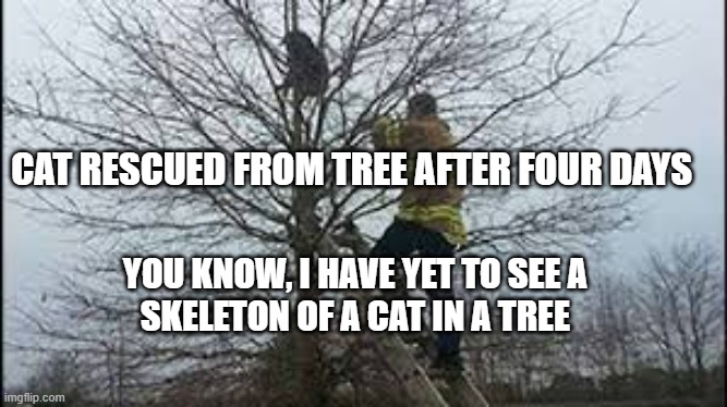 Cat in Tree Rescued | CAT RESCUED FROM TREE AFTER FOUR DAYS; YOU KNOW, I HAVE YET TO SEE A
SKELETON OF A CAT IN A TREE | image tagged in cats,funny,cat in tree | made w/ Imgflip meme maker