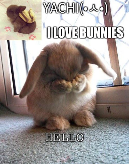 Yachi's bunny temp | HELLO | image tagged in yachi's bunny temp | made w/ Imgflip meme maker
