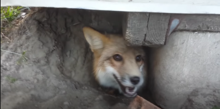 Oh fox of the shed what is your wisdom? Blank Meme Template