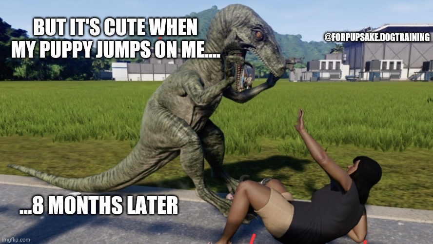 For Pup Sake | @FORPUPSAKE.DOGTRAINING; BUT IT'S CUTE WHEN MY PUPPY JUMPS ON ME.... ...8 MONTHS LATER | image tagged in velociraptor about to eat someone | made w/ Imgflip meme maker