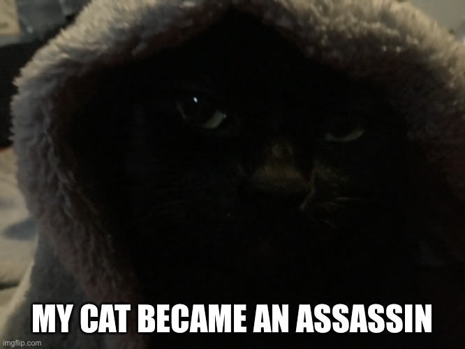 Yeah | MY CAT BECAME AN ASSASSIN | image tagged in cats,assassin | made w/ Imgflip meme maker
