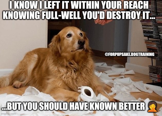 Bad [dog] | I KNOW I LEFT IT WITHIN YOUR REACH KNOWING FULL-WELL YOU'D DESTROY IT... @FORPUPSAKE.DOGTRAINING; ...BUT YOU SHOULD HAVE KNOWN BETTER 🤦 | image tagged in bad dog | made w/ Imgflip meme maker