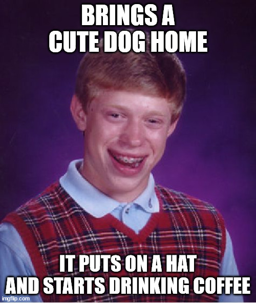 Bad Luck Brian Meme | BRINGS A CUTE DOG HOME; IT PUTS ON A HAT AND STARTS DRINKING COFFEE | image tagged in memes,bad luck brian,this is fine,dog,hat,coffee | made w/ Imgflip meme maker