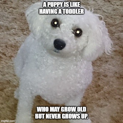 A Puppy is like a toddler that never grows up | A PUPPY IS LIKE HAVING A TODDLER; WHO MAY GROW OLD BUT NEVER GROWS UP. | image tagged in puppy,dog,fur baby | made w/ Imgflip meme maker