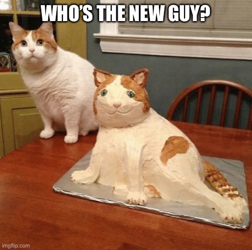 Cat cake | WHO’S THE NEW GUY? | image tagged in cat cake | made w/ Imgflip meme maker