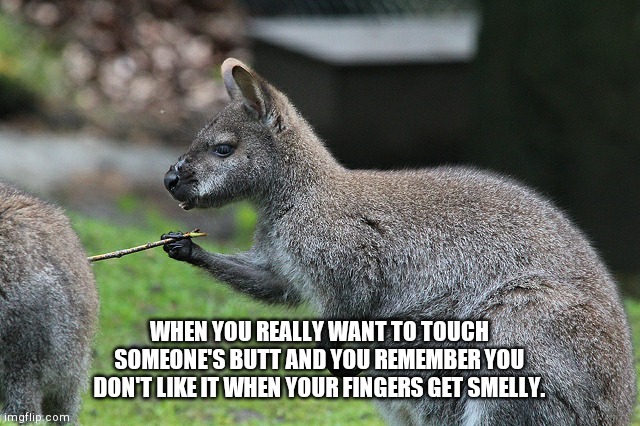 Kangaroo is really sticking to its dreams. | WHEN YOU REALLY WANT TO TOUCH SOMEONE'S BUTT AND YOU REMEMBER YOU DON'T LIKE IT WHEN YOUR FINGERS GET SMELLY. | image tagged in kangaroo holding stick | made w/ Imgflip meme maker