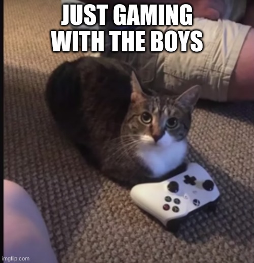 cat gaming | JUST GAMING WITH THE BOYS | image tagged in cats,gaming | made w/ Imgflip meme maker