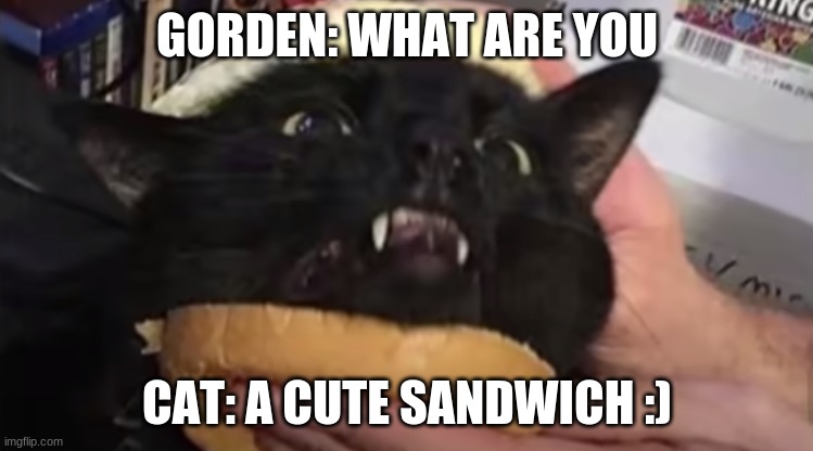 cat sandwich | GORDEN: WHAT ARE YOU; CAT: A CUTE SANDWICH :) | image tagged in cat | made w/ Imgflip meme maker